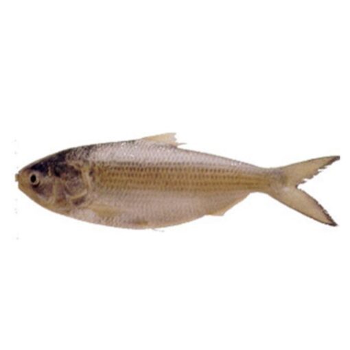 Hilsa 1 Hel Fisk Indisk staksill 500-800 g pakke