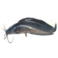 BIGHEAD CATFISH 1 Kg