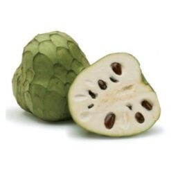 Cherimoya Stk