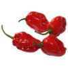 Chili Habanero Rød