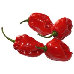 Chili Habanero Rød