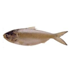 Hilsa 1 Hel Fisk Indisk staksill 500-800 g pakke