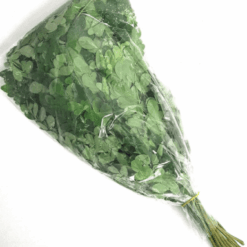 Drumstick Leaves Trommestikkblomst 200g