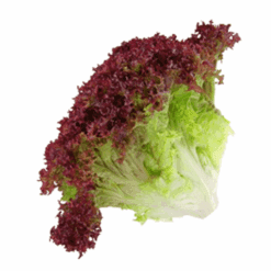 Salat Lollo Rød i Pk