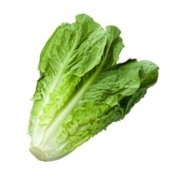 Salat Romano PK