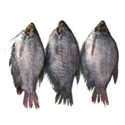 Snakeskin Gourami Fisk 1 Kg
