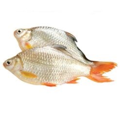TinfOlje Barb/Redtail Scad Frossen 900 g