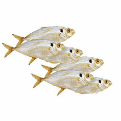 Yellow Stripe Scad Fisk 25-100 g Whole 900 g