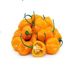 Chili Habanero Gul