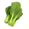 Pakchoi  Pak Choy