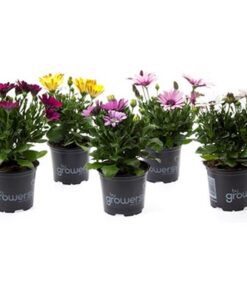 Spansk margeritt lyser opp med sine fargerike blomster, og trives best når den får rikelig med sol. Gir du den god pleie gjennom hele sommeren kan du glede deg over rik blomstring til langt utpå høsten.