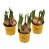 Påskeliljen, en høstløk drevet frem i potte (Narcissus Tete-a-Tete) ute/inneplante. Blomstrer vanligvis i et par uker på våren. Hold de delvis tørre og la de stå lyst for å motvirke at de blir lange og ranglete, ellers klarer de seg fint med sin egen oppsamlede næringspakke i løken. Holder sultne rådyr på avstand, de avskyr duften.