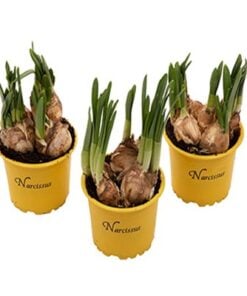 Påskeliljen, en høstløk drevet frem i potte (Narcissus Tete-a-Tete) ute/inneplante. Blomstrer vanligvis i et par uker på våren. Hold de delvis tørre og la de stå lyst for å motvirke at de blir lange og ranglete, ellers klarer de seg fint med sin egen oppsamlede næringspakke i løken. Holder sultne rådyr på avstand, de avskyr duften.